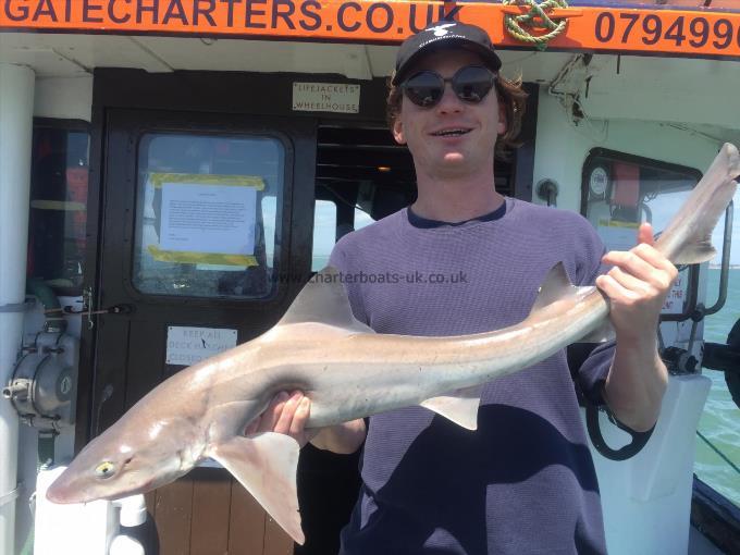 10 lb Starry Smooth-hound by Unknown