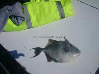 3 lb Trigger Fish by Dave