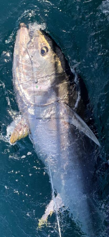 261 lb Bluefin Tuna by Tom Wyndham Smith