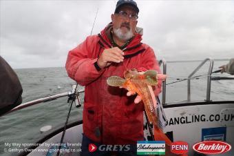 2 lb Tub Gurnard by Steve