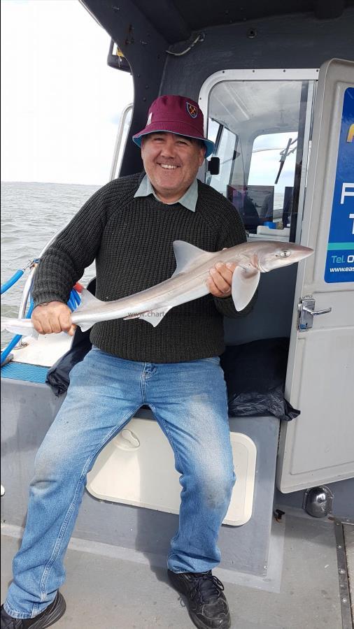 4 lb Starry Smooth-hound by Kevin