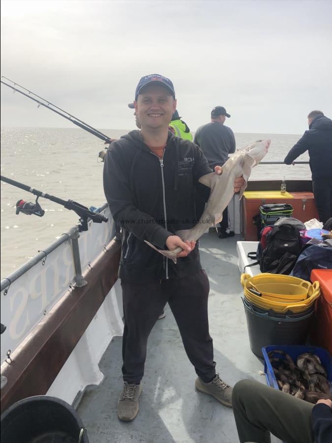 6 lb 4 oz Smooth-hound by Unknown