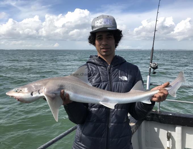 9 lb Smooth-hound by Unknown