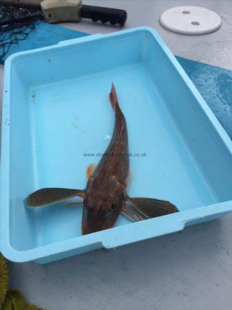 1 lb 1 oz Red Gurnard by Unknown