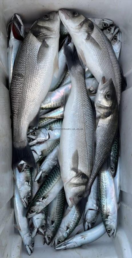 5 lb Bass by Unknown