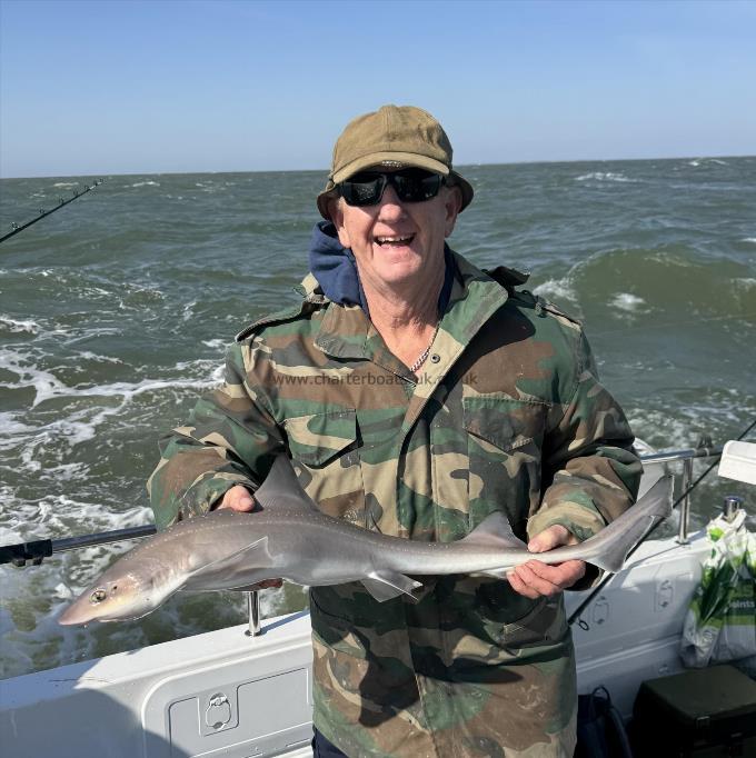 4 lb Starry Smooth-hound by Graham