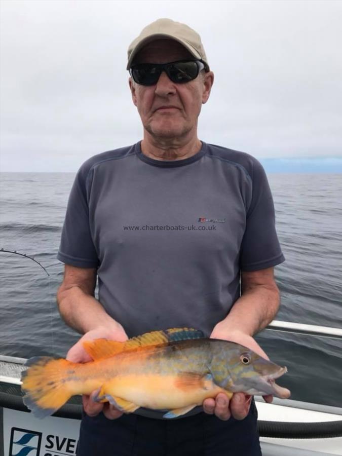 2 lb Cuckoo Wrasse by Rob