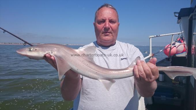 6 lb 4 oz Starry Smooth-hound by Martin