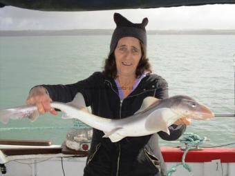 7 lb Smooth-hound by Pen Duke