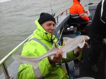 3 lb 8 oz Starry Smooth-hound by Brian