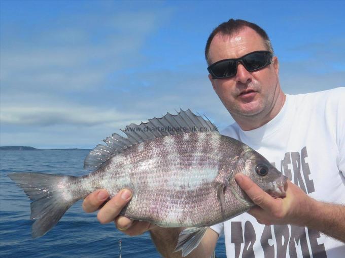 2 lb 4 oz Black Sea Bream by Unknown