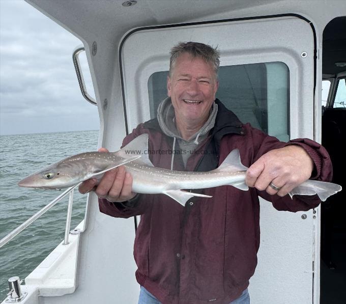 5 lb Starry Smooth-hound by Patrick