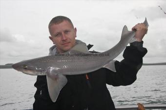9 lb Starry Smooth-hound by Martyn
