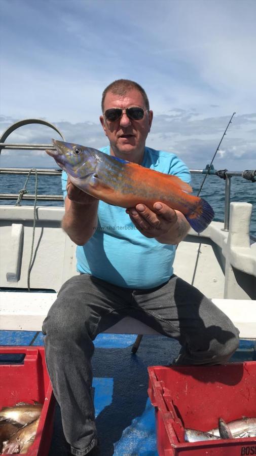 2 lb 2 oz Cuckoo Wrasse by Tim Sumner