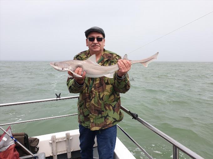 7 lb Starry Smooth-hound by Bob Marshall