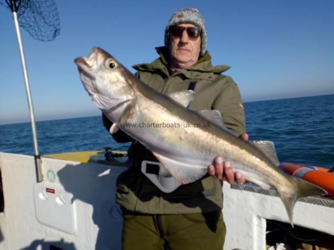 12 lb 8 oz Pollock by Unknown