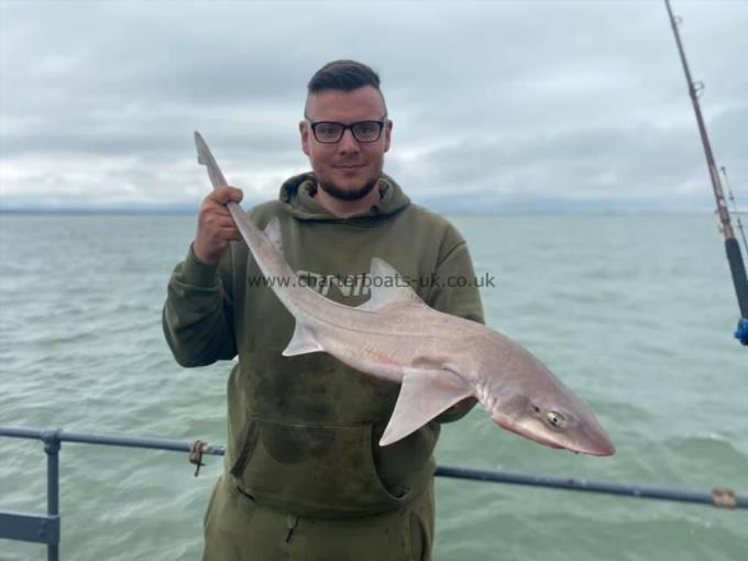 7 lb Smooth-hound (Common) by Unknown