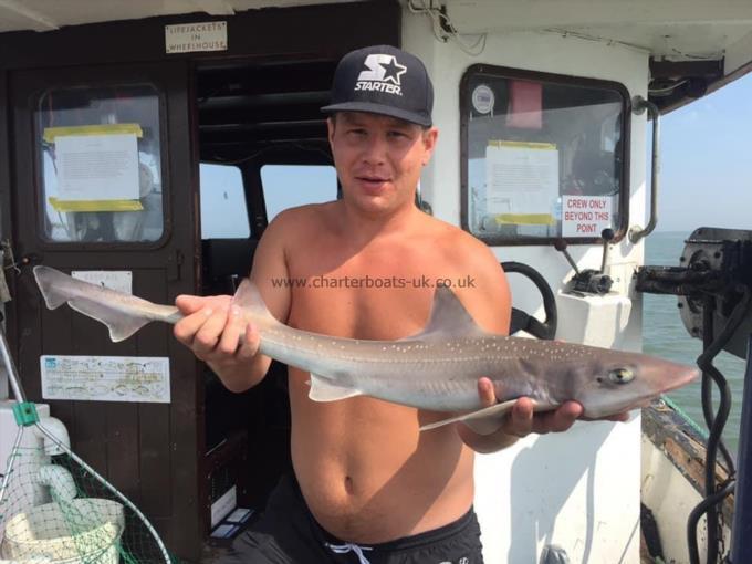 4 lb Smooth-hound by Unknown