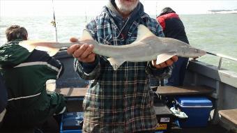 5 lb Starry Smooth-hound by Andy