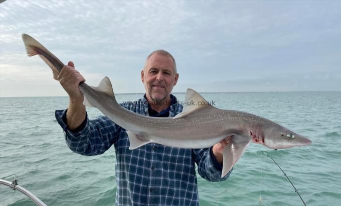 12 lb Starry Smooth-hound by Unknown