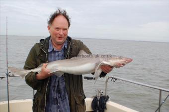 16 lb 4 oz Smooth-hound (Common) by electrifying hound ?