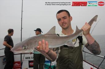 6 lb Starry Smooth-hound by Marcus