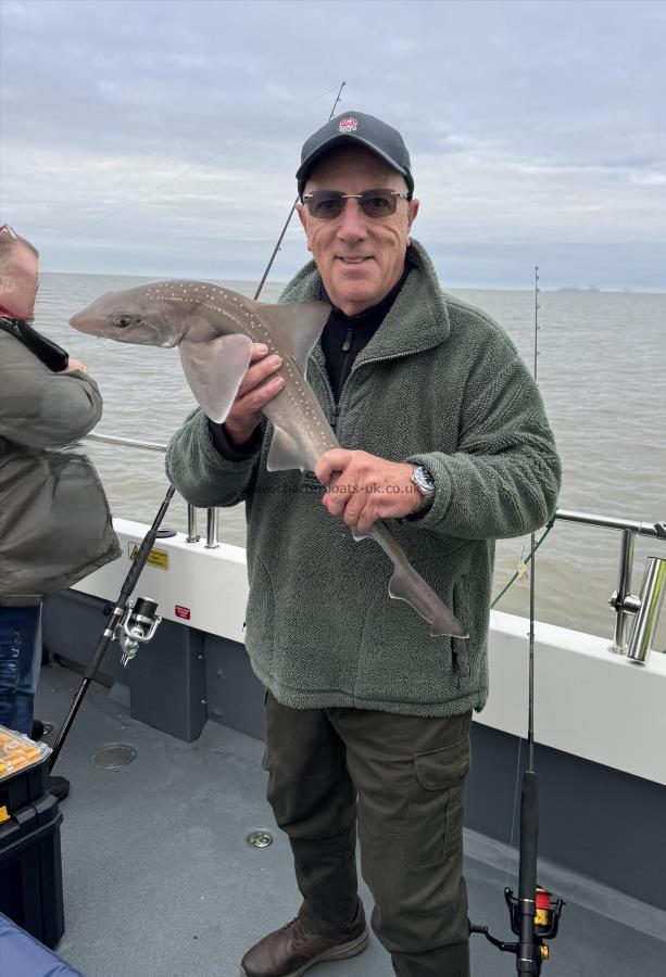 6 lb Starry Smooth-hound by Dom