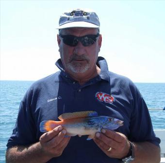 1 lb Cuckoo Wrasse by Steve Clements
