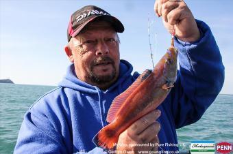 1 lb Cuckoo Wrasse by Brooksy