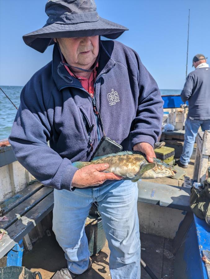 2 lb Ballan Wrasse by Unknown