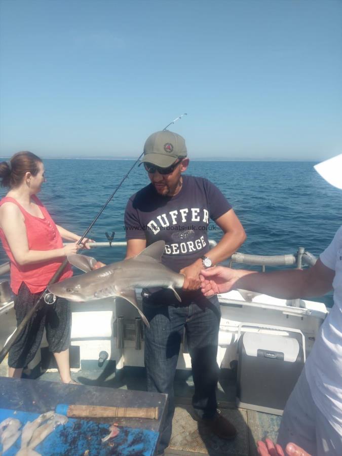 10 lb Smooth-hound by Unknown