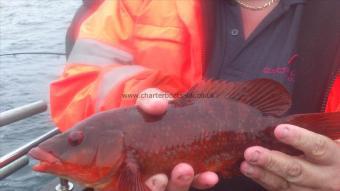 2 lb 14 oz Ballan Wrasse by Robert