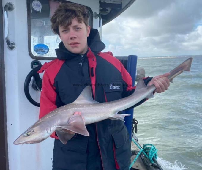 5 lb Starry Smooth-hound by Unknown