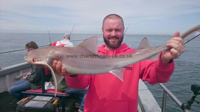 11 lb 4 oz Smooth-hound (Common) by John from Southend