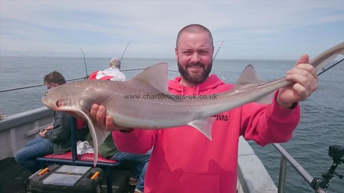 11 lb 4 oz Smooth-hound (Common) by John from Southend