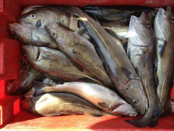 6 lb Cod by Jed's rabble