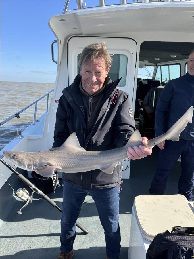 8 lb 1 oz Starry Smooth-hound by John