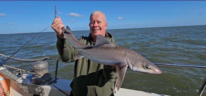 12 lb Smooth-hound by Steve