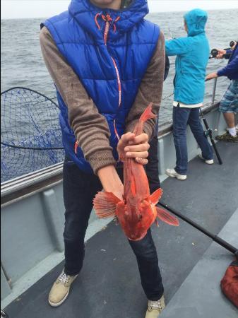 2 lb 1 oz Red Gurnard by Unknown