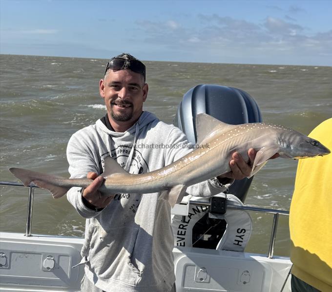 9 lb Starry Smooth-hound by Troy