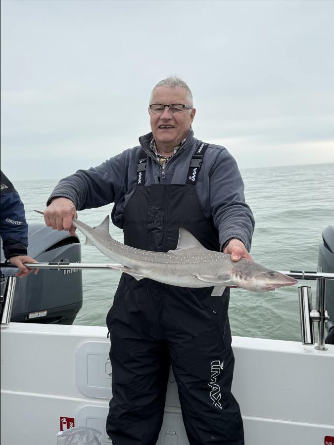 6 lb Starry Smooth-hound by John