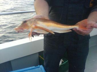 2 lb 8 oz Red Gurnard by Unknown