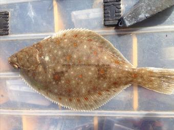 4 oz Plaice by Dave