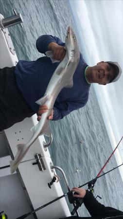 11 lb Starry Smooth-hound by Unknown