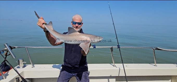8 lb Smooth-hound by Phil