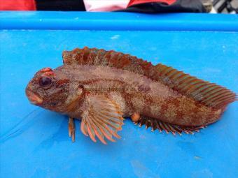 6 oz Tompot Blenny by Unknown