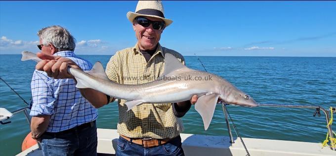 7 lb Starry Smooth-hound by Steve