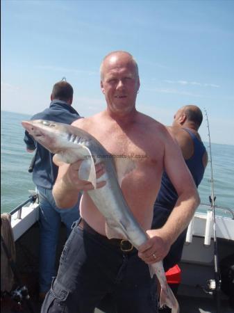 12 lb 6 oz Starry Smooth-hound by Paul Elston