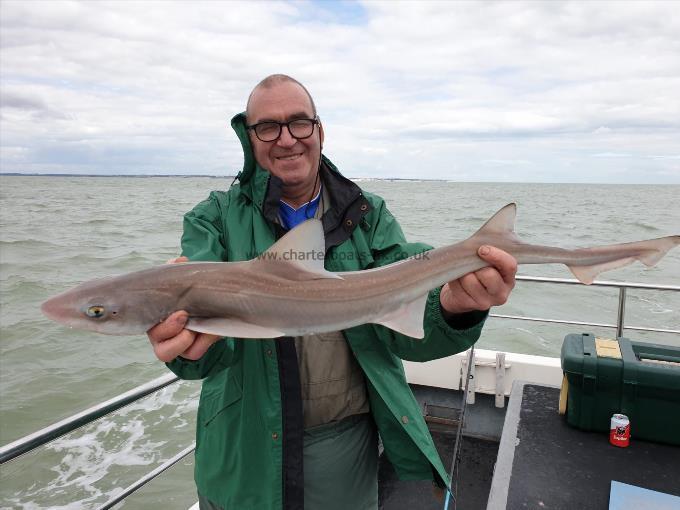 7 lb 4 oz Starry Smooth-hound by Bob Marshall