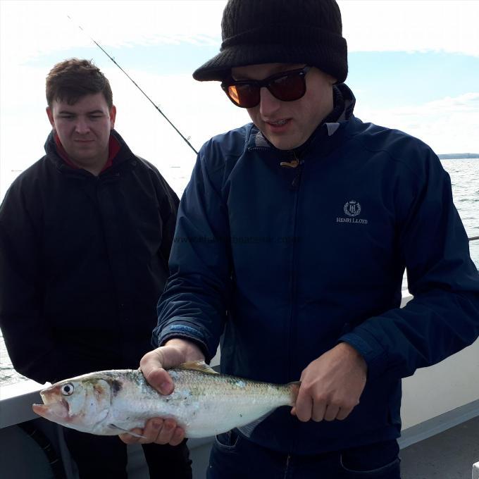 2 lb 1 oz Twaite Shad by Unknown